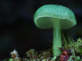 Gliophorus graminicolor image