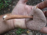 Austroboletus gracilis image