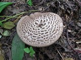 Sarcodon imbricatus image