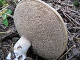 Sarcodon imbricatus image