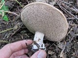 Sarcodon imbricatus image