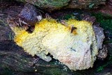 Fuligo septica image