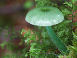 Gliophorus graminicolor image