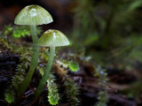Gliophorus graminicolor image