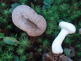 Calvatia bovista image