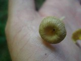 Chrysomphalina strombodes image