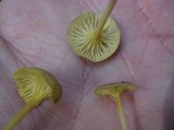 Chrysomphalina strombodes image