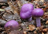 Cortinarius porphyroideus image