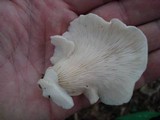 Pleurocybella porrigens image