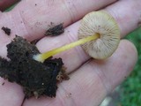 Pluteus chrysophlebius image
