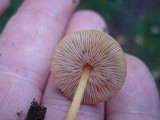 Pluteus chrysophlebius image