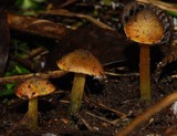 Hygrocybe astatogala image
