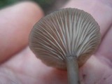 Arrhenia epichysium image