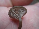 Arrhenia epichysium image
