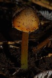 Hygrocybe astatogala image