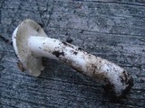 Tricholoma subresplendens image