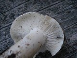 Tricholoma subresplendens image