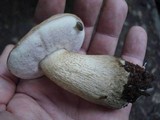 Tylopilus felleus image