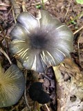 Entoloma velutinum image