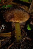 Hygrocybe astatogala image