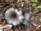 Entoloma velutinum image
