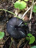 Entoloma velutinum image