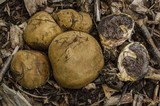 Scleroderma polyrhizum image