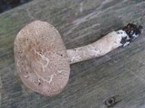 Tylopilus sordidus image