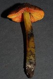 Hygrocybe astatogala image