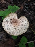 Echinoderma asperum image