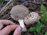 Sarcodon imbricatus image