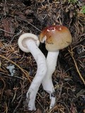 Hygrophorus bakerensis image