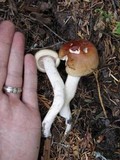 Hygrophorus bakerensis image