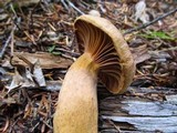 Chroogomphus tomentosus image