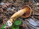 Chroogomphus tomentosus image