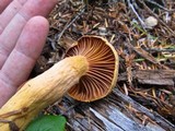 Chroogomphus tomentosus image
