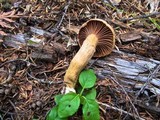 Chroogomphus tomentosus image