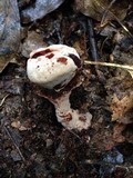 Hydnellum peckii image