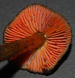 Hygrocybe astatogala image