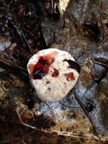 Hydnellum peckii image