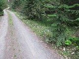 Leucocybe connata image