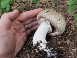 Agaricus moelleri image