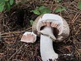 Agaricus moelleri image