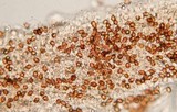 Gymnopilus viridans image