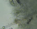 Hygrocybe astatogala image