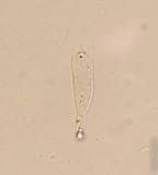 Gymnopilus viridans image