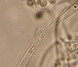 Gymnopilus viridans image