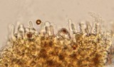 Gymnopilus viridans image