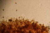 Gymnopilus viridans image