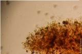 Gymnopilus viridans image